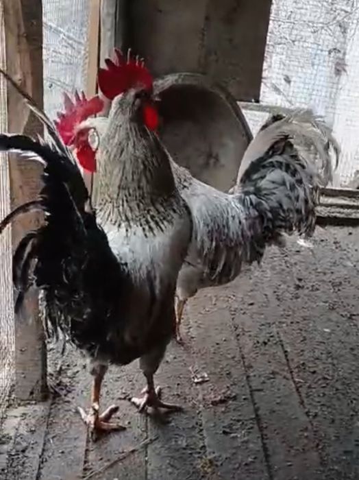Петухи разных пород