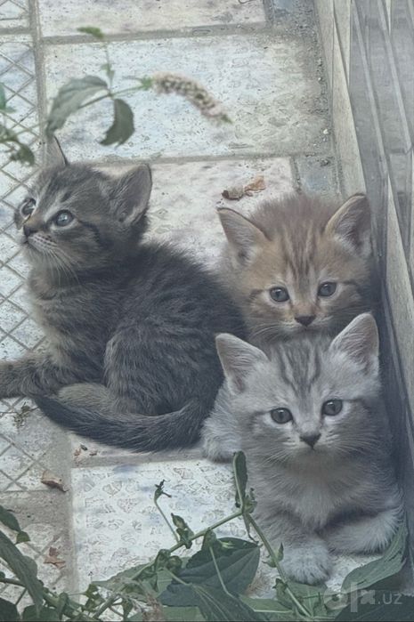 Котята в хорошие руки
