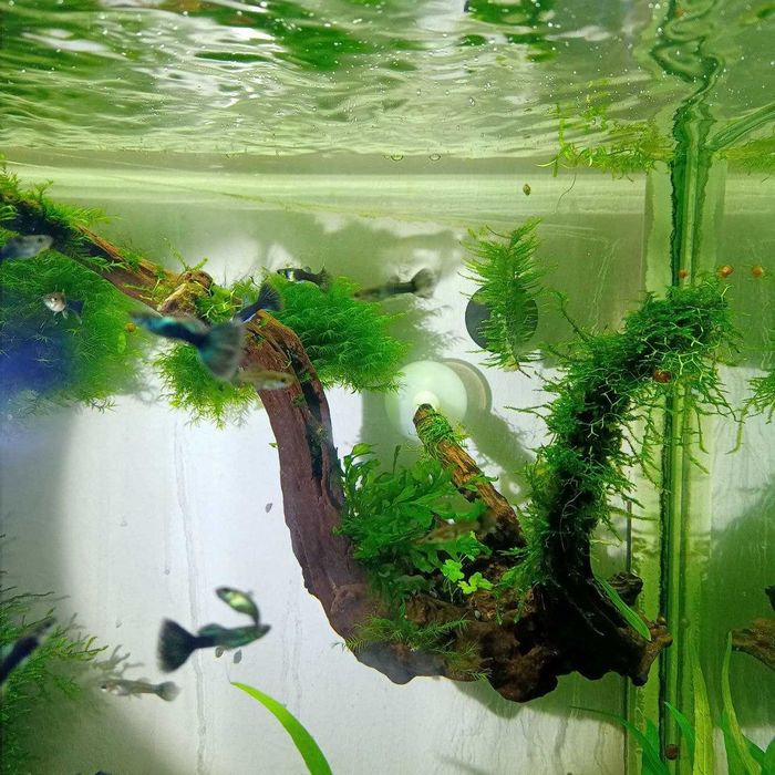 Коряга в аквариум с растениями и мхом готовая