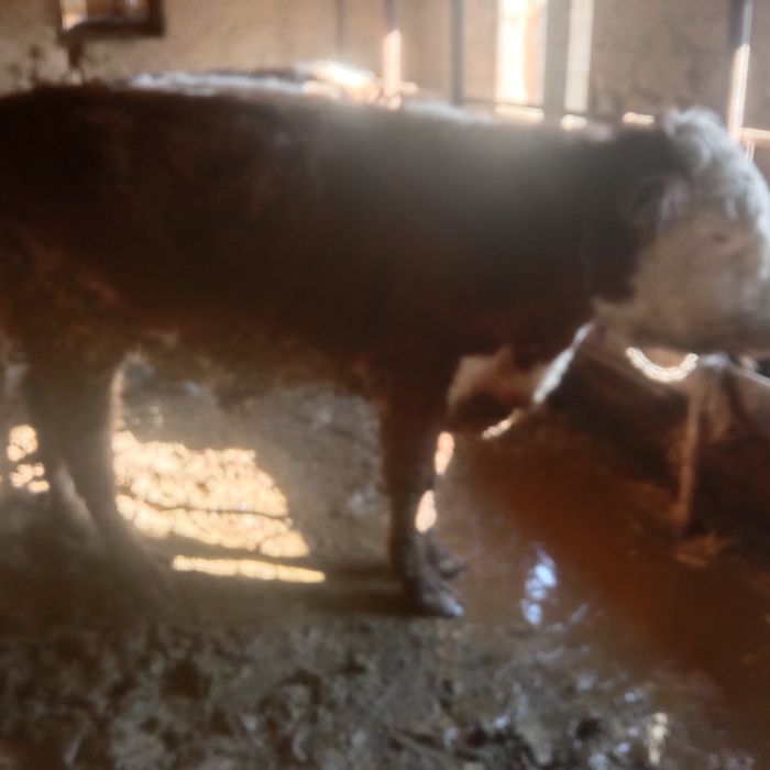 Продам бычков емга тайор