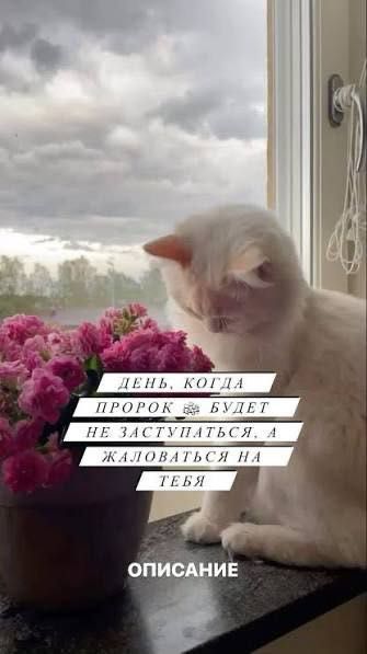 Ок мушук сотилади