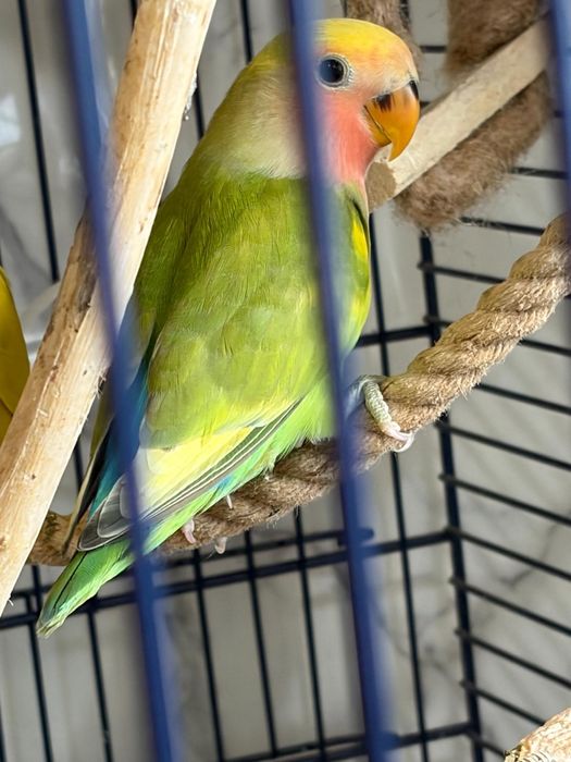 Vând pui papagal agapornis