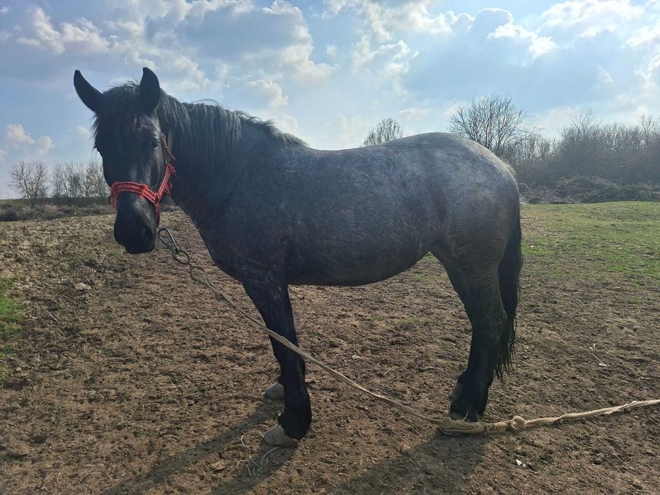 Vand manza, 3 ani si 8 luni!