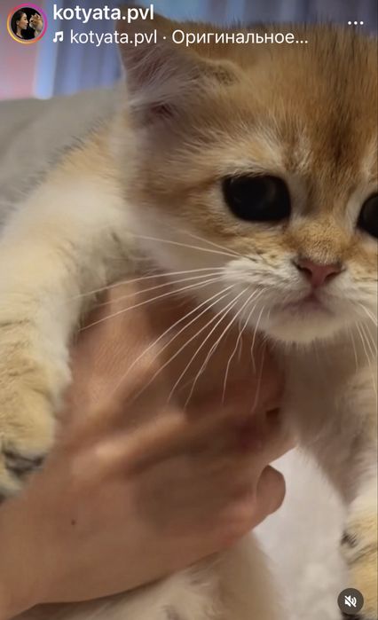 Золотые котята шиншиллята