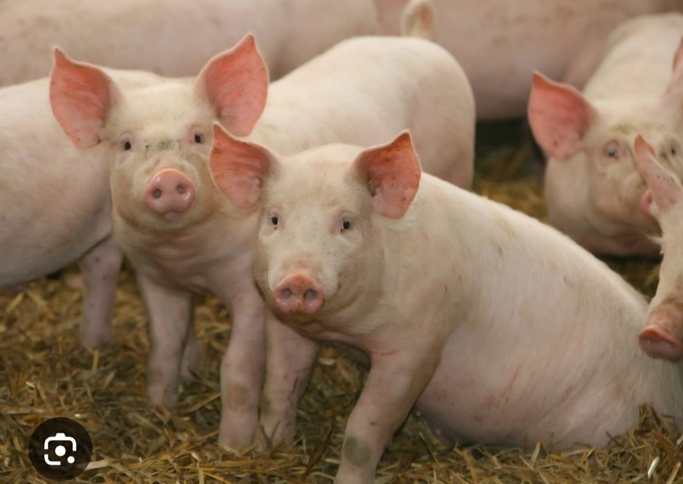 Продаются поросята