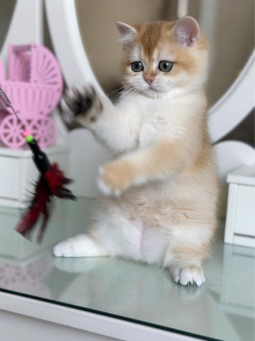 Золотая шиншилла