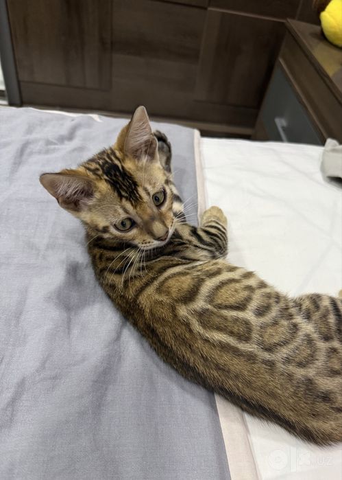 котенок  бенгал