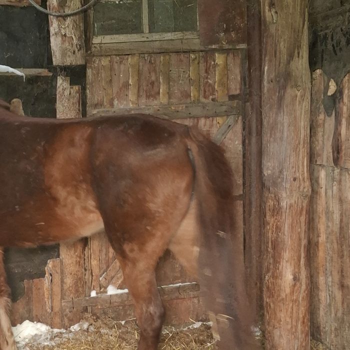 Продам байтал с откорма