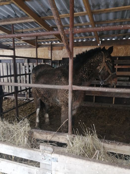 Продам кобылу полутяж 2.8года,