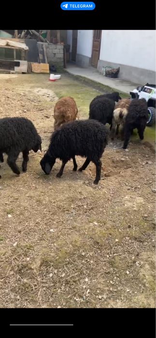 Qo’y qo’chqorla sotiladi