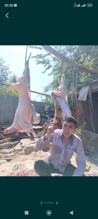 Кой  Баран  Алматы   Есть достовка