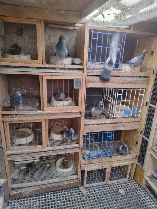 Boxe pentru porumbei