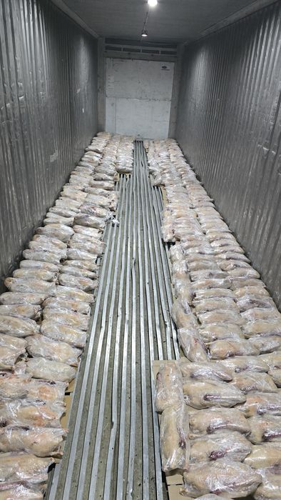 Гуси домашние.       .