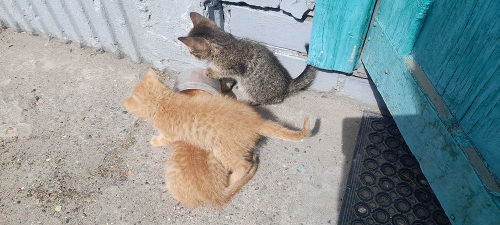 Отдам в хорошие руки