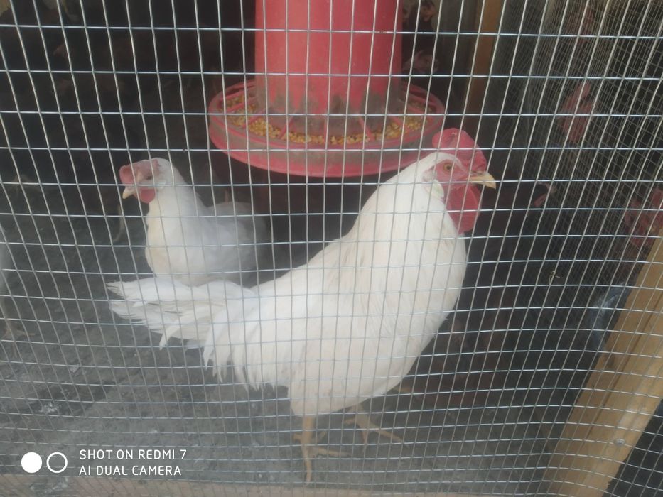 Леггорн стандарт ху́розлари сотилади...