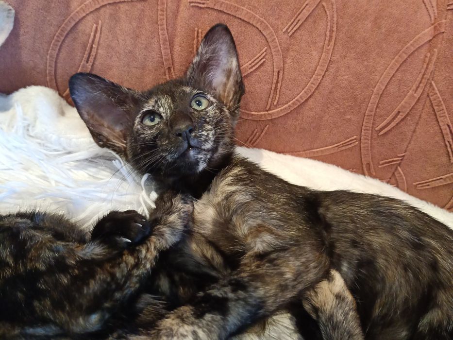Котята ориентальной породы