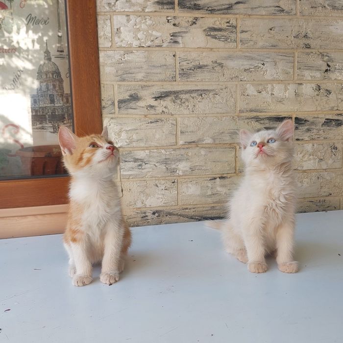Бесплатно котята