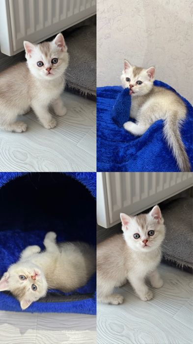 Schotish (fold,strayt) shinshilla mushuchalar ogil, qiz sotiladi