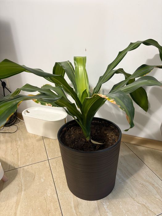 Стайно зелено растение