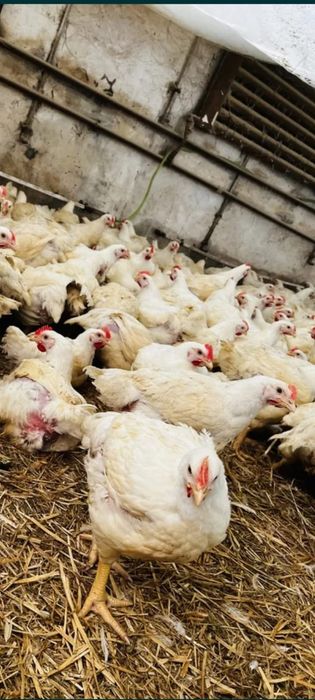 Pui albi  de carne si rasă mixtă