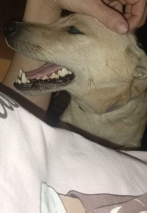 Отдам щенков в хорошие руки