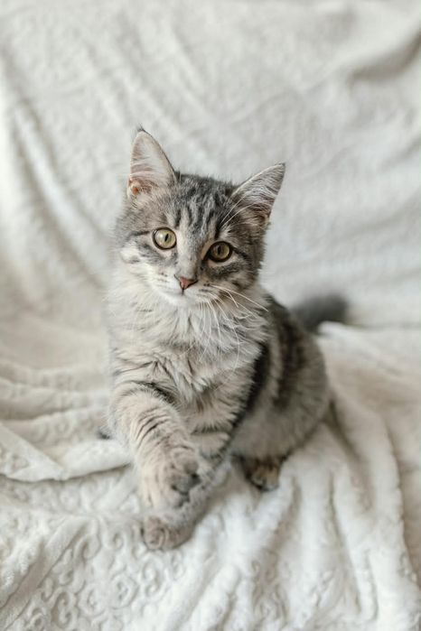 Котенок Маруся ищет дом!