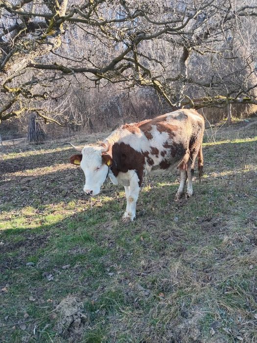 De vânzare doua vaci