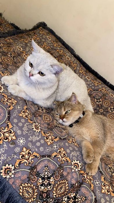 Золотистая и серебристая шиншилла