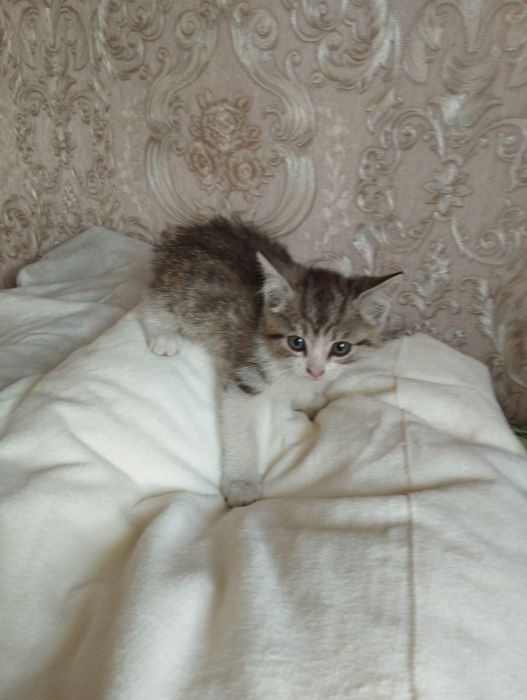Отдам в добрые ручки милых котят