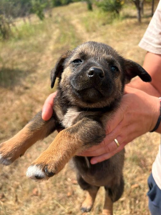 Ofer căței spre adopție