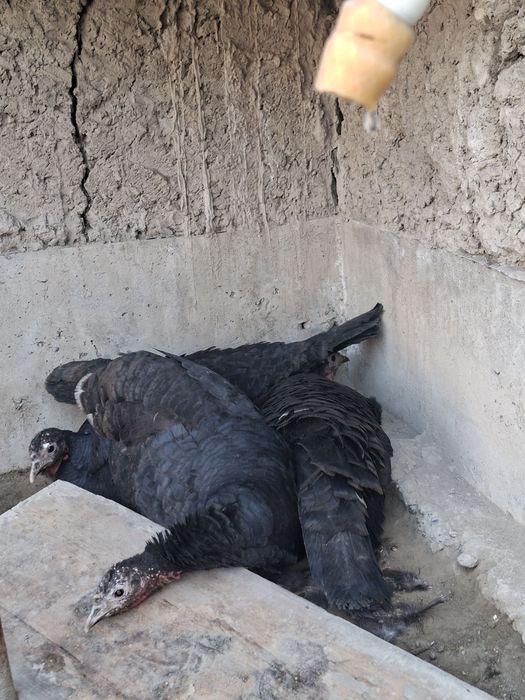 Тошкенд кора индук куркилари тухуми бор сотилади манзил маргилон