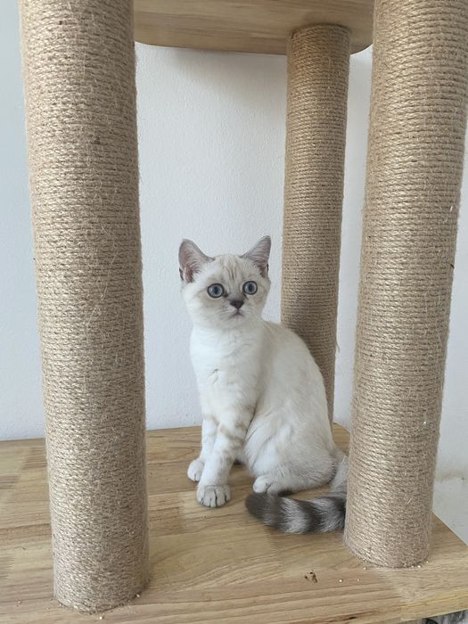 Британски късокосмести котета