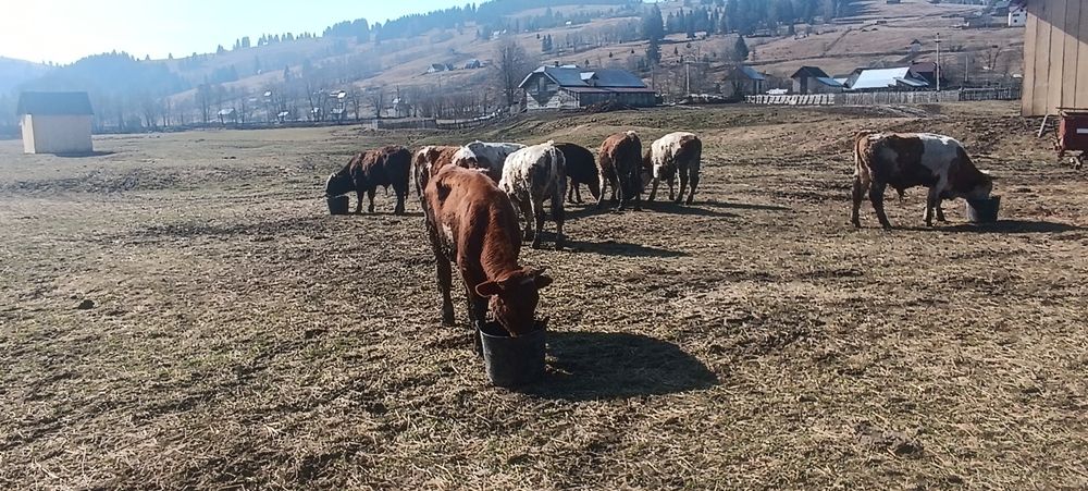Vând viței rasă bălțați