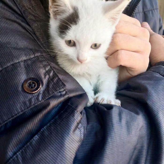 Котенок, мальчик