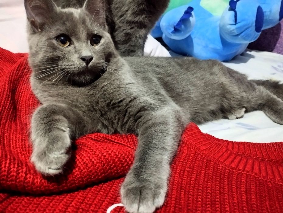 ‼️Породистый Котёнок Британец‼️