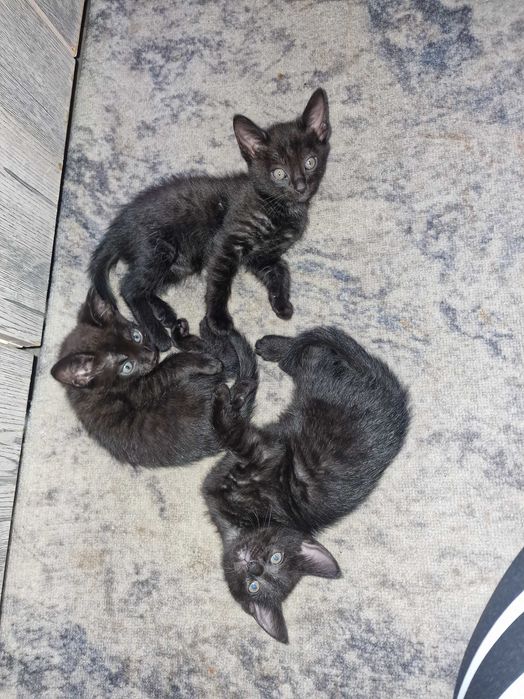 Красивые котята за шоколадку