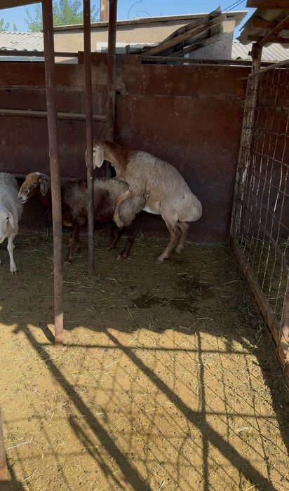 Продается Кошкар 7месяц