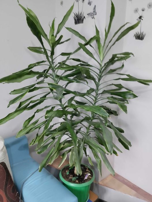 Драцена комнатное растение