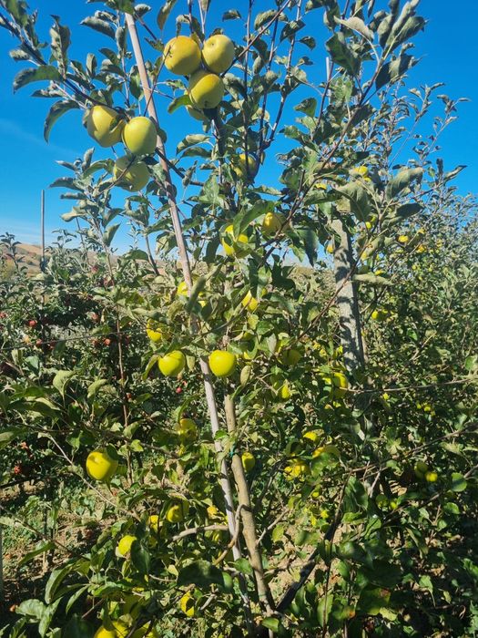 Vând mere Golden, Idared și Ionaprins – 2 lei/kg