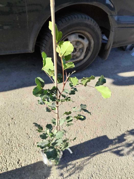 Рожков - Ceratonia siliqua L. - Фиданки