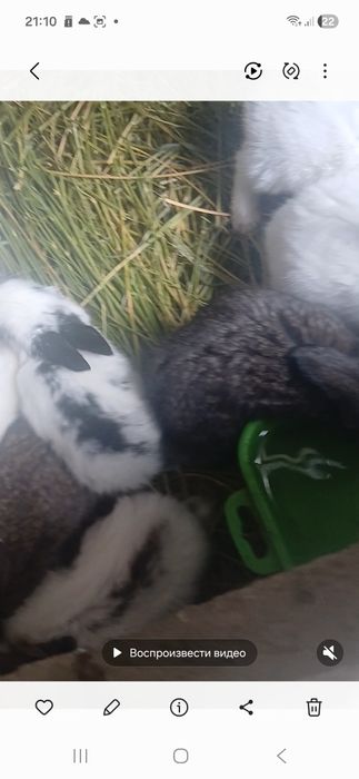 Срикач куён боласи 8та сотилади