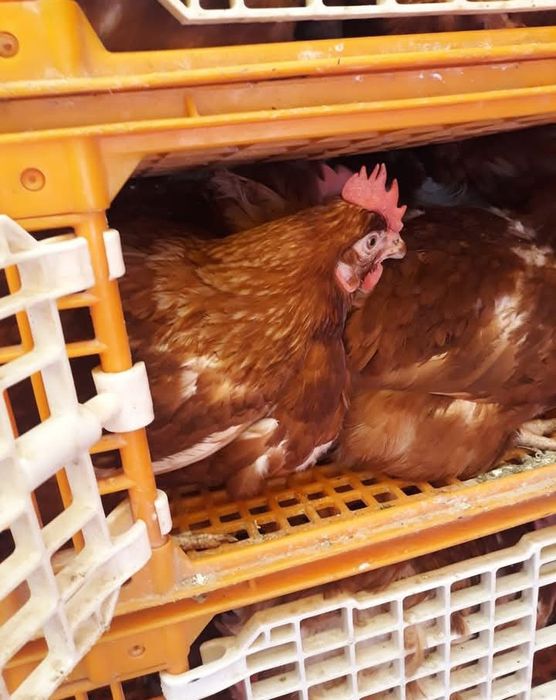 Bună ziua dragi clienți fermă de găini vă ofer înspre vânzare găini