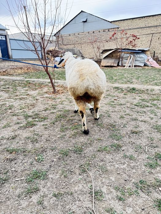 Кучкор билан мода барра сотилади