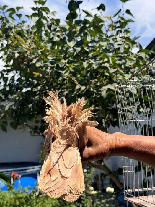 Тараз продам голуби