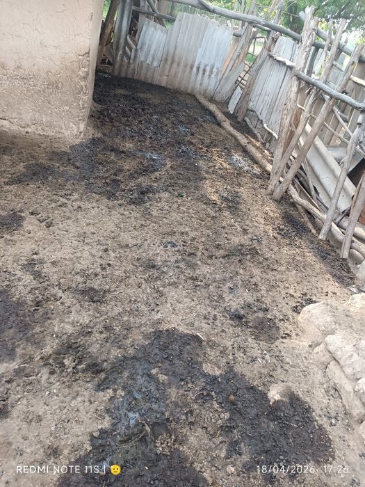 Nuri sotiladi NURI CHALMA QUYDIKI Moldiki