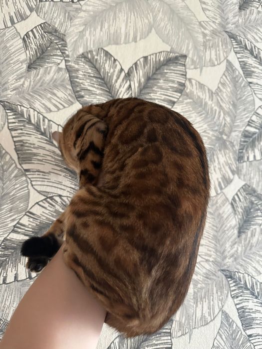 Продам бенгальскую кошку
