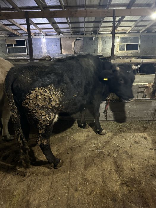 Семіз сиырлар сатылады