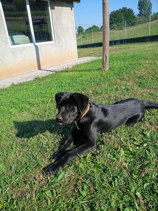 Cățel cane corso