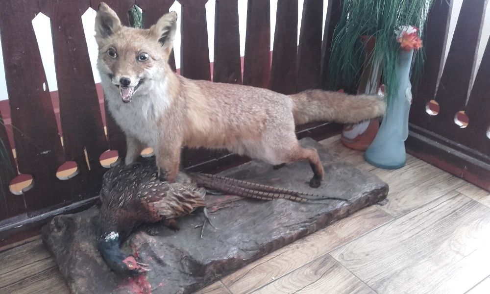 Vulpe,sacal ,bursuc  impaiata pt living si cabane