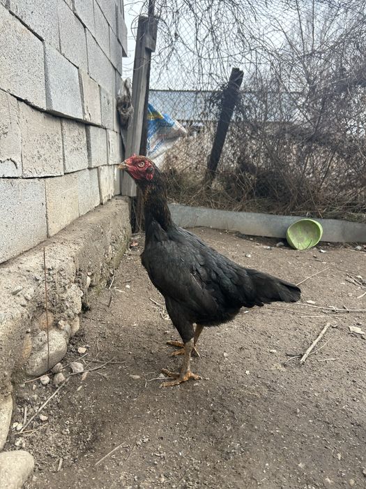 Даканка китаянка